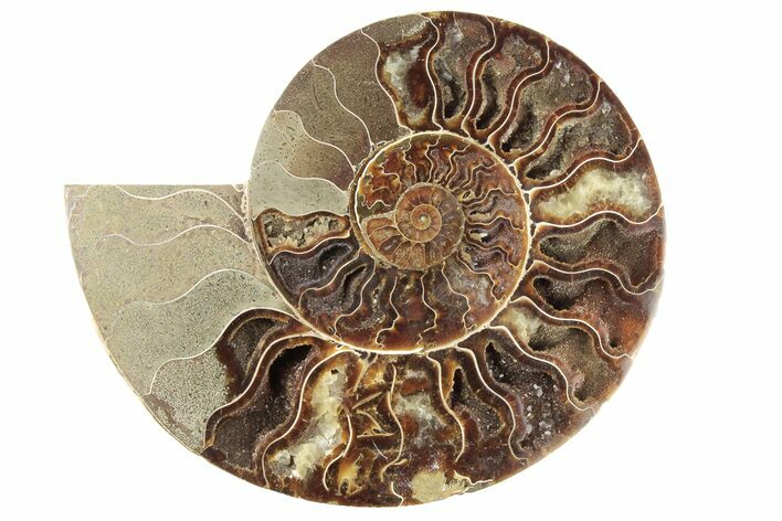 Cut & Polished Ammonite Fossil (Half) - Madagascar #191569